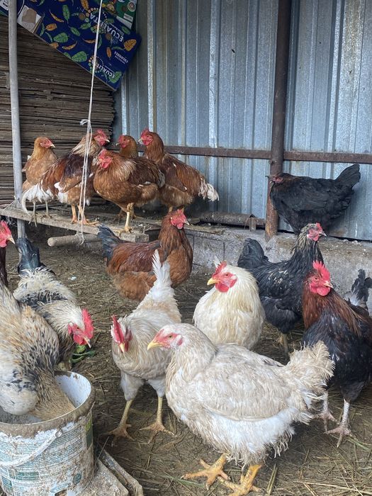 Продам куриц петухов