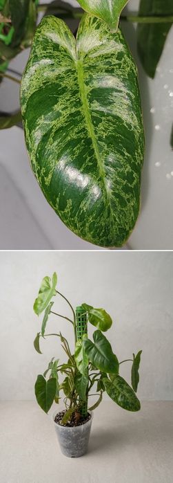 Продам цветы разные.
