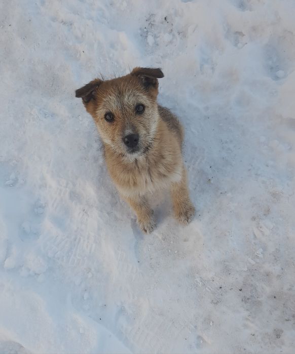 Отдам щенка в хорошие руки