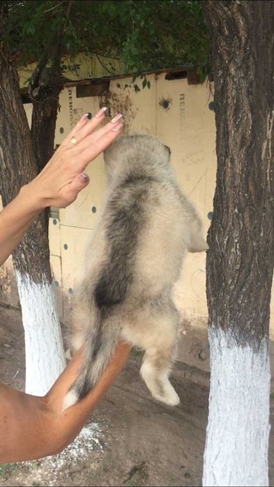 серебристая голубоглазая девочка хаски