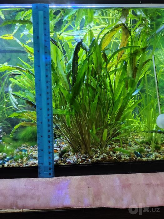 Аквариумные растения : Криптокарина и валлиснерия. Со своего аквариума