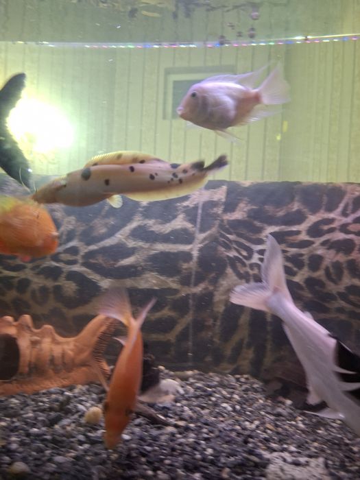 Аквариумные рыбки