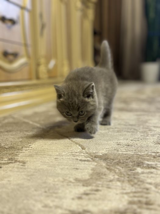 Продается котенок ( мальчик) скотиш сткайт