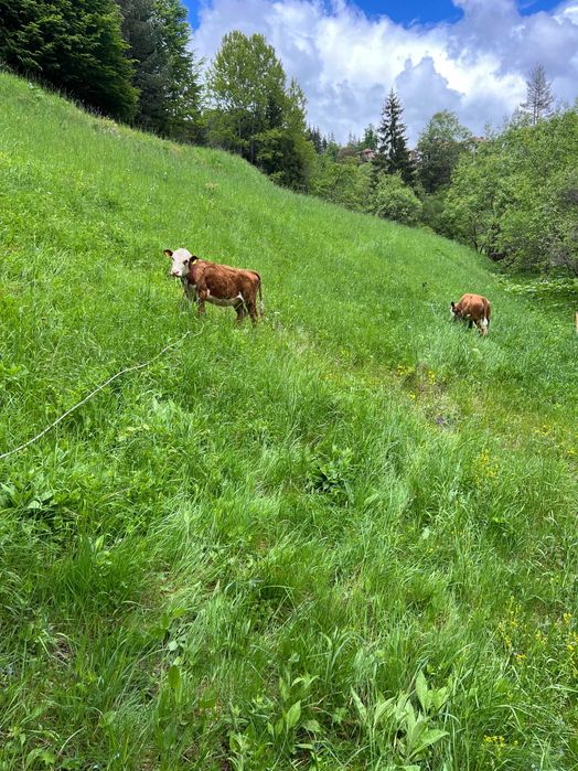 БИО телешко месо в консерва