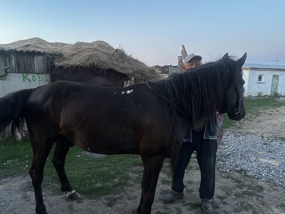 Продам обученного Айгыра 9 лет