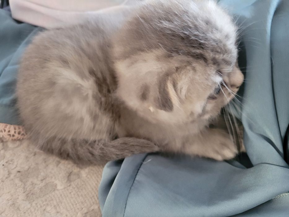 Продаются милые британские котята