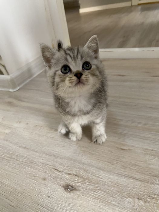 продается котенок  1,5месяцев