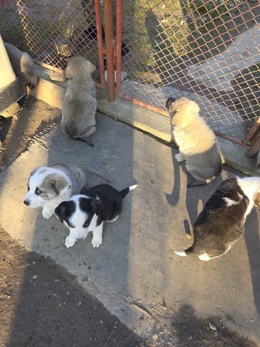 Catei pentru adoptie