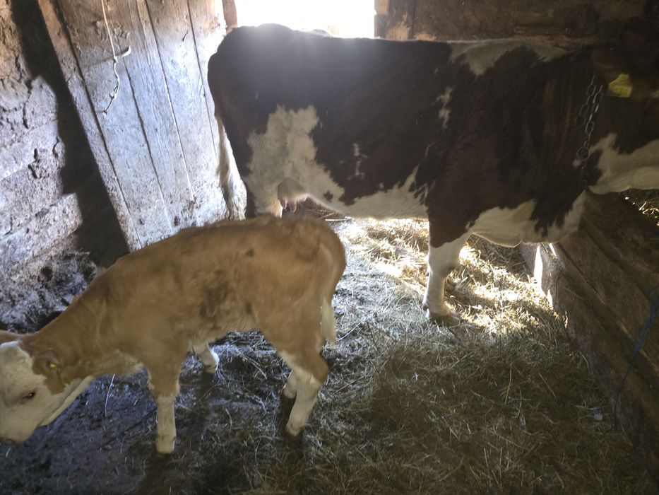 Vand vaca si juninca