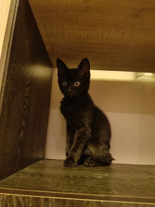 Котёнок девочка 2,5 месяца
