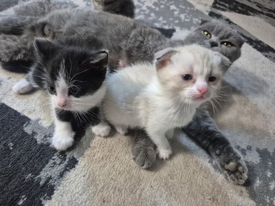 Отдам бесплатно котят.