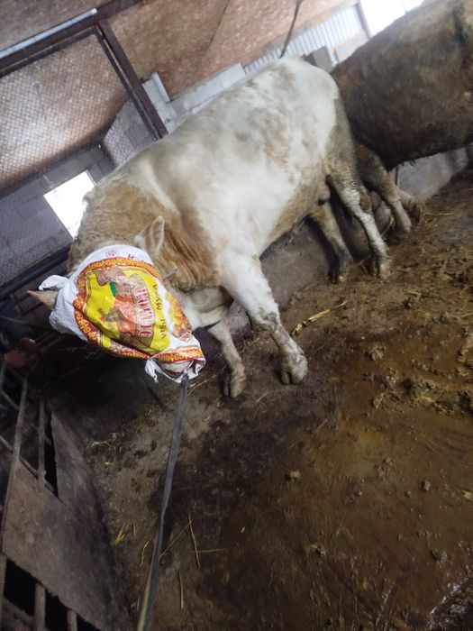 Вынужденый забой