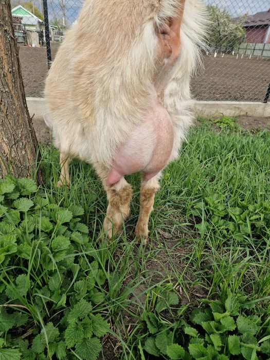 Capră tânără(prima fătare)+2 ieduti