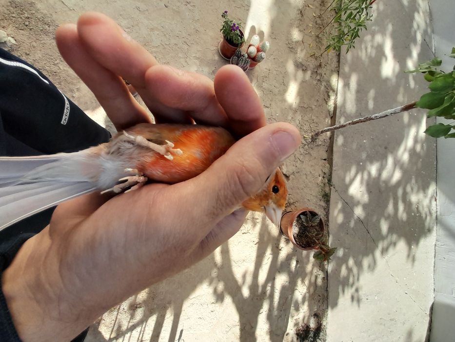 Kanareyka , Izabella