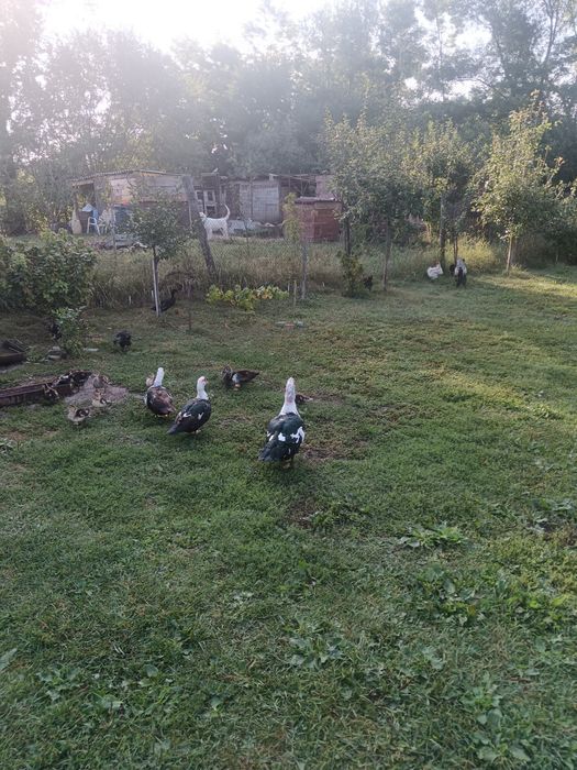 Vând Două Rațe.un Rățoi.Doi Boboci de două luni