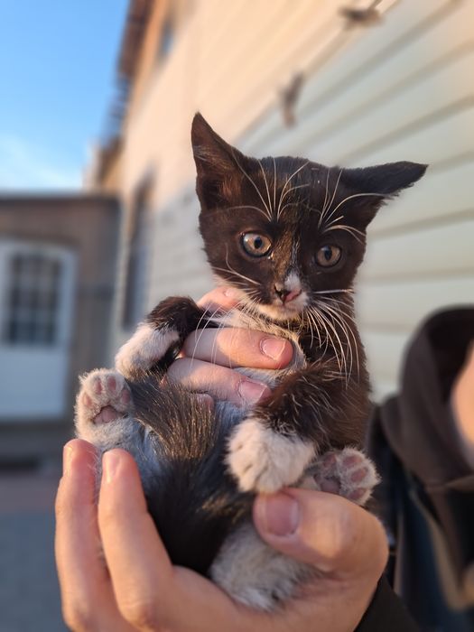 Отдаю котят в добрые руки