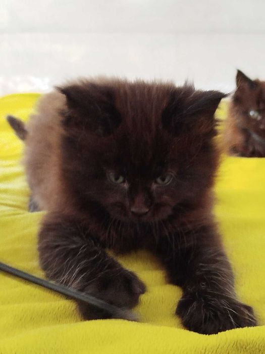 Малки Котенца Мейн Кун