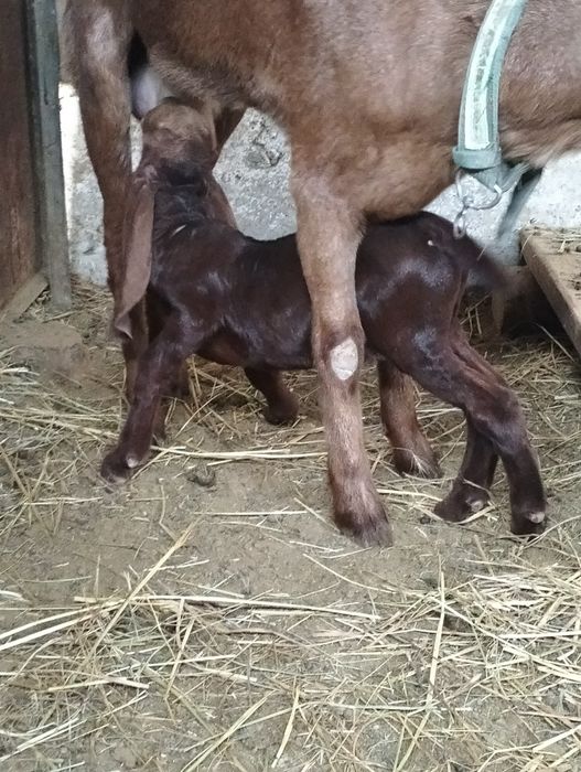 Продается козлёнок 50%камори, 50% битал !