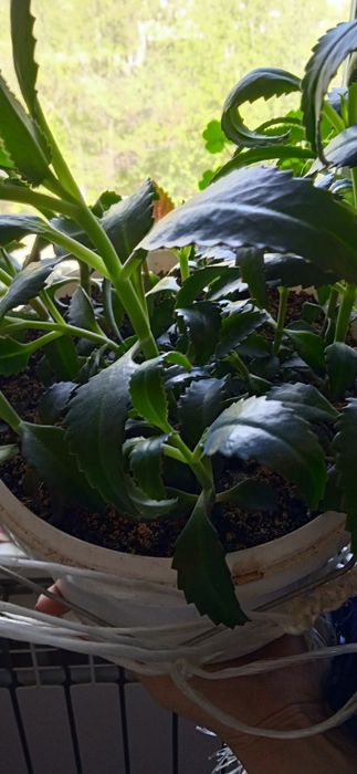 Каланхоэ отдам за 500тенге