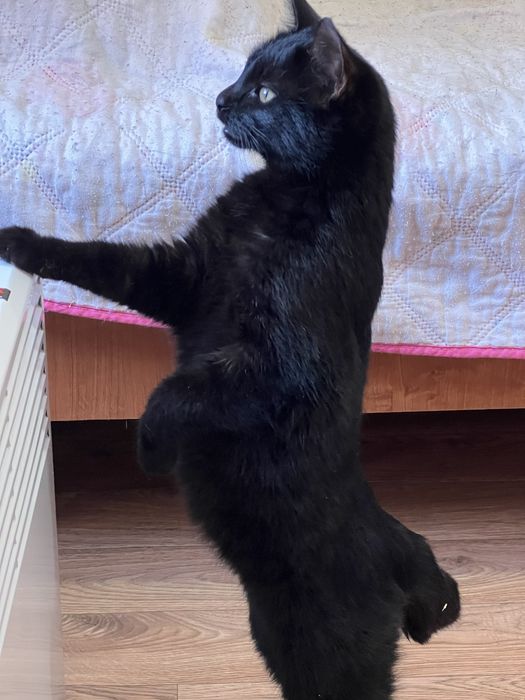 Отдам в добрые руки