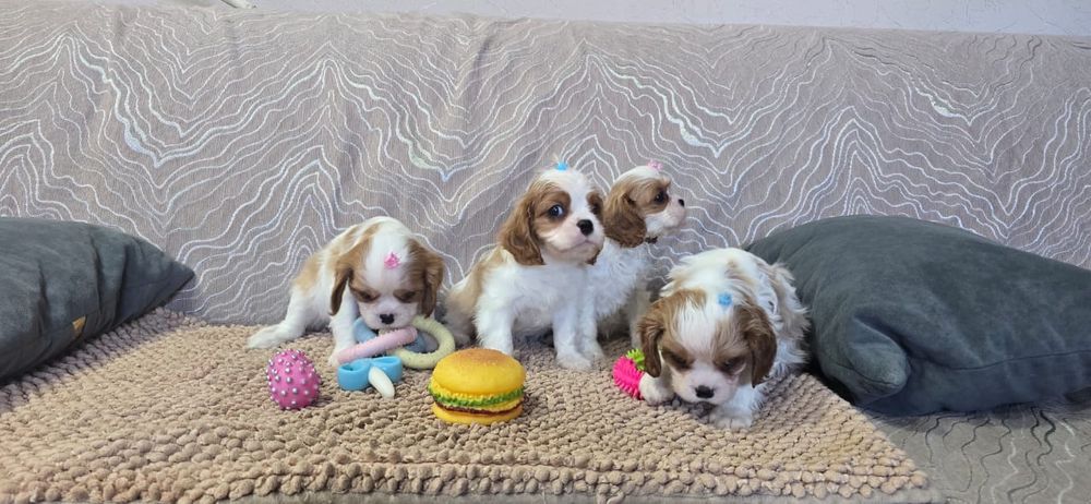 Щенков Кинг Чарльз Спаниель