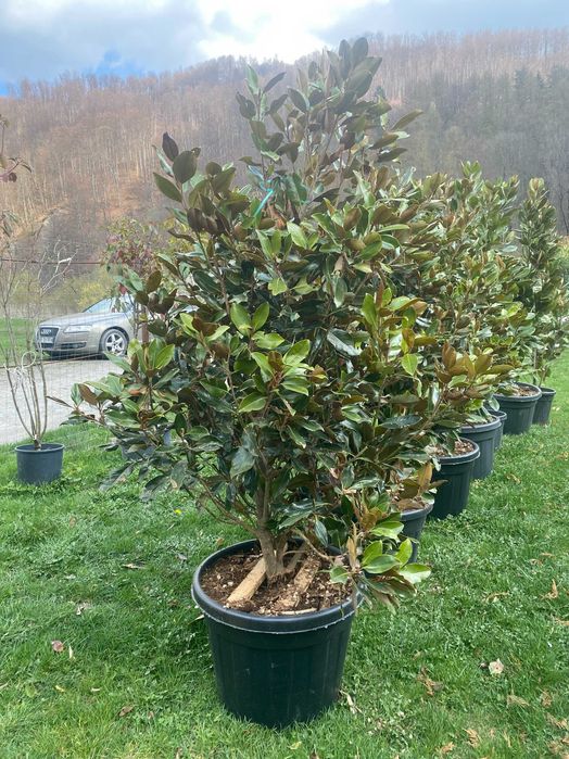 Plante Ornamentale pentru Gradini si Curti