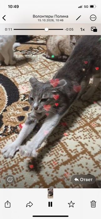 Кошечка( стерилизованная)  ищет дом