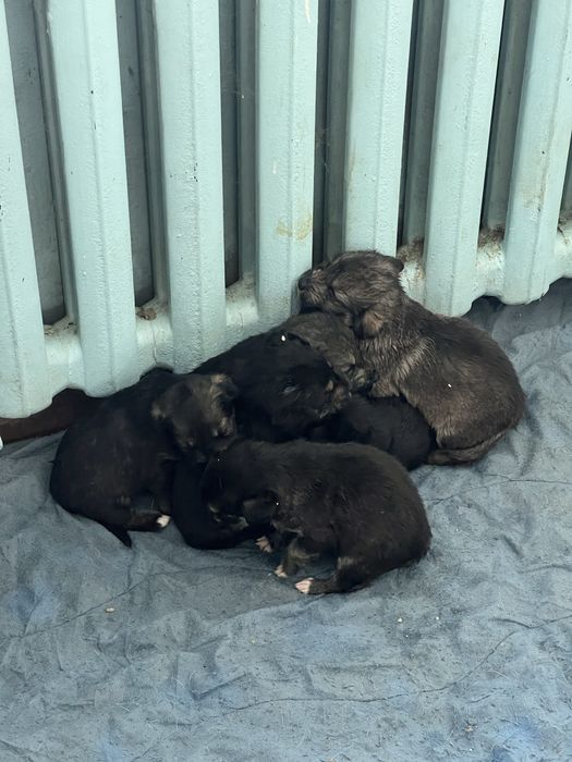 Отдадим щенков в добрые руки