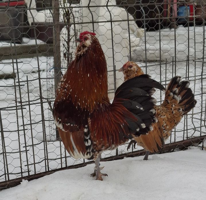 Barboasa de anvers pereche