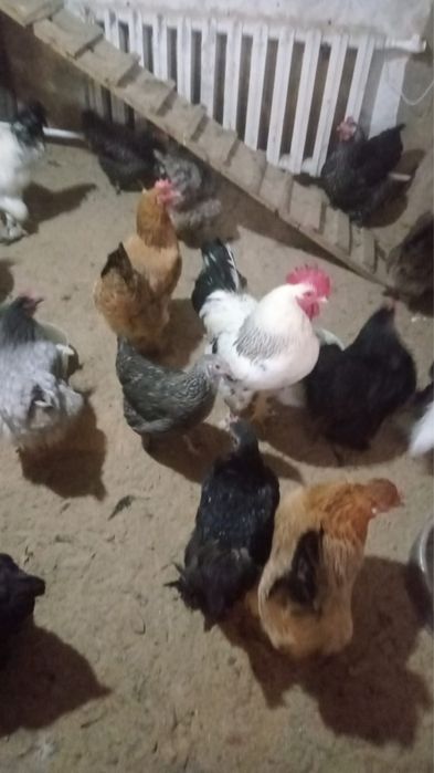 Куры домашние 5000