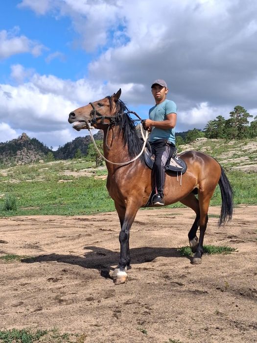 Жеребец Айгыр сатылат