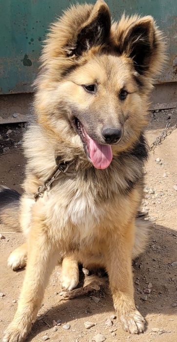 Продается овчарка