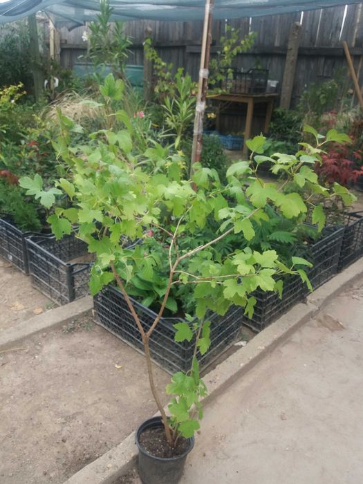 Офика - Sorbus aucuparia,Червена калина viburnum opulus и Жълта калина