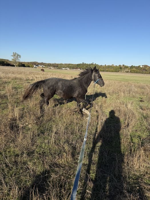 Armasar Sur de 1,5 ani