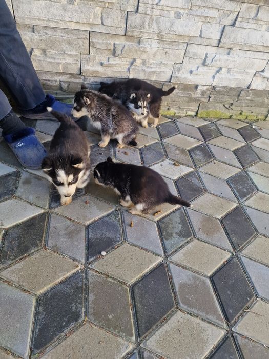 Căței husky siberian