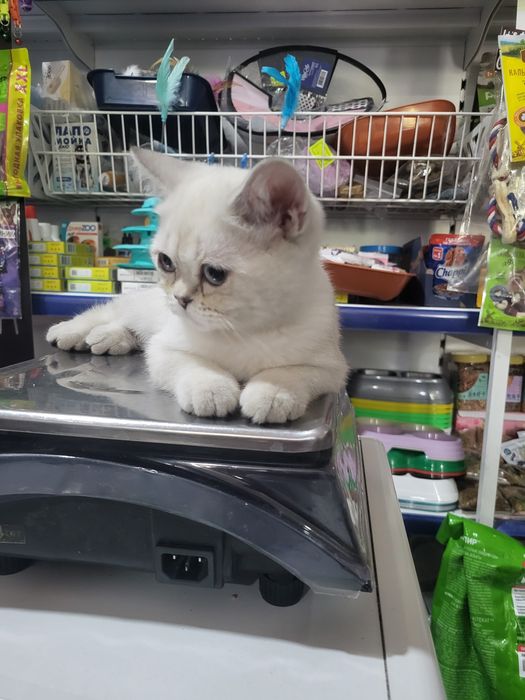 Продам котёнка девочка 2.5 месяца