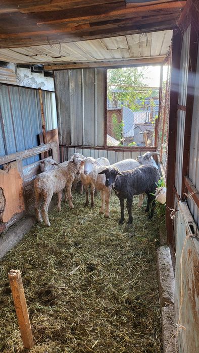 Продам баранов и козу