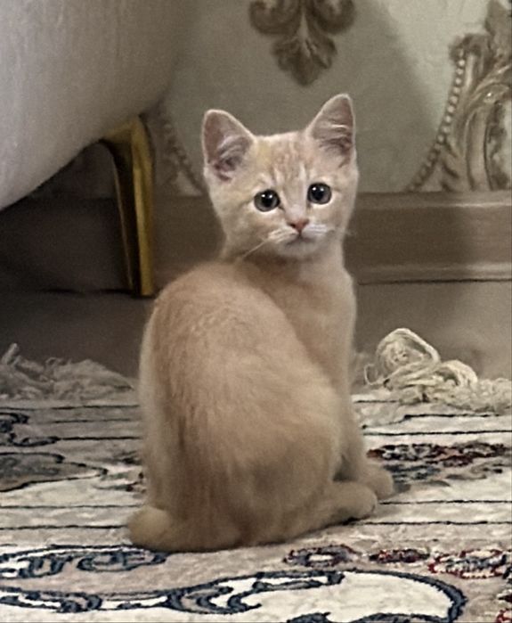 Кошка породистая, мальчик