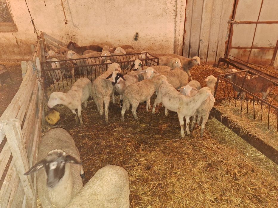 Продавам агнета варненско