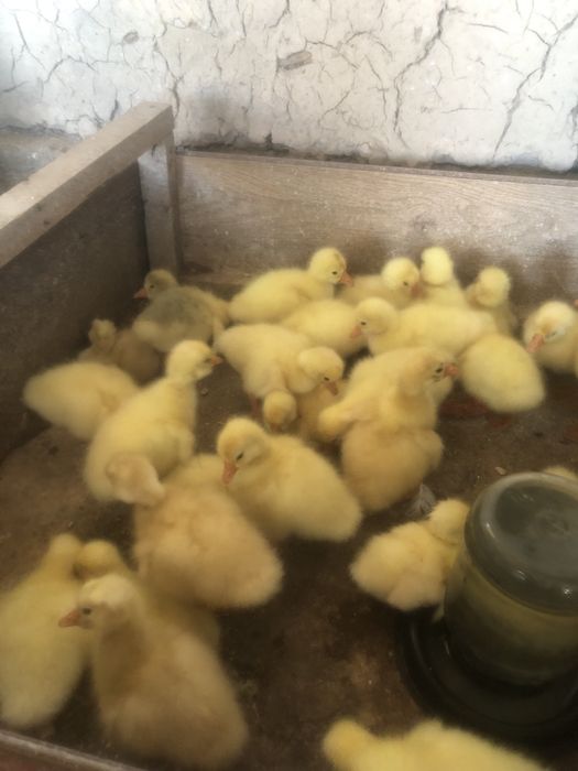 Гуси королевские, Линда, Датский мамут. G'ozlar