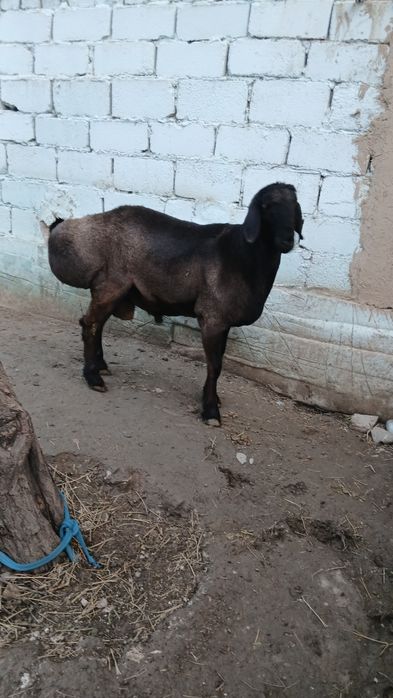 Urug'likga quchqor sotiladi