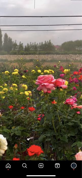 Shtamp Gul, Manzarali Gul