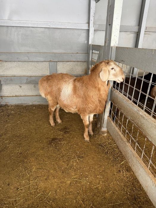 Продам кочкара Арашан