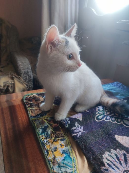 Котёнок девочка 4месяца