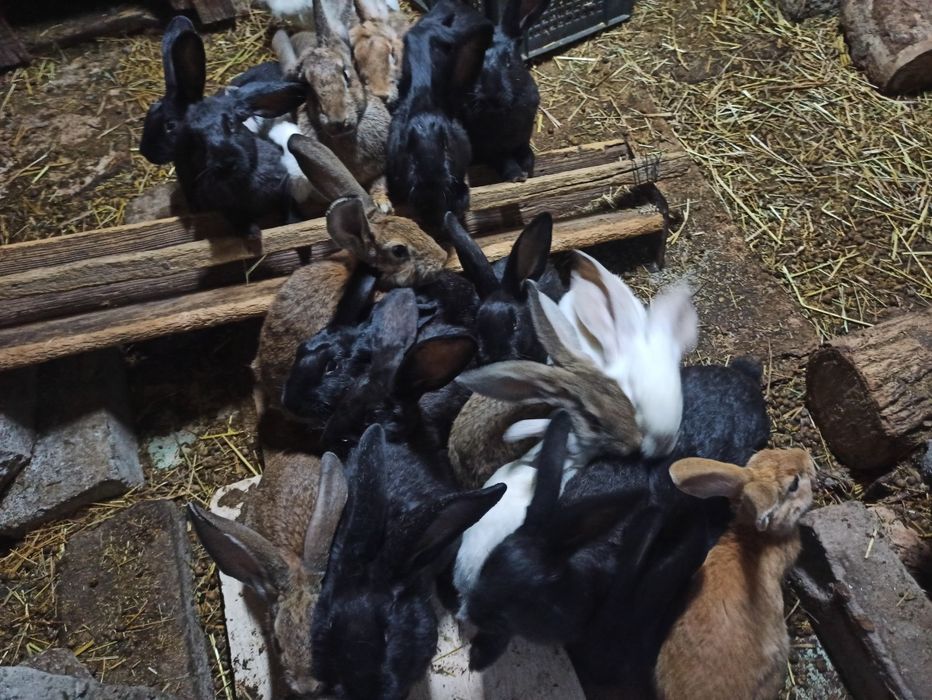 Кролики ,крольчата