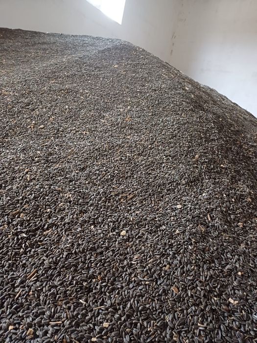 Vând cereale - porumb,  grau , ovăz, orz, floarea soarelui,  uruiala