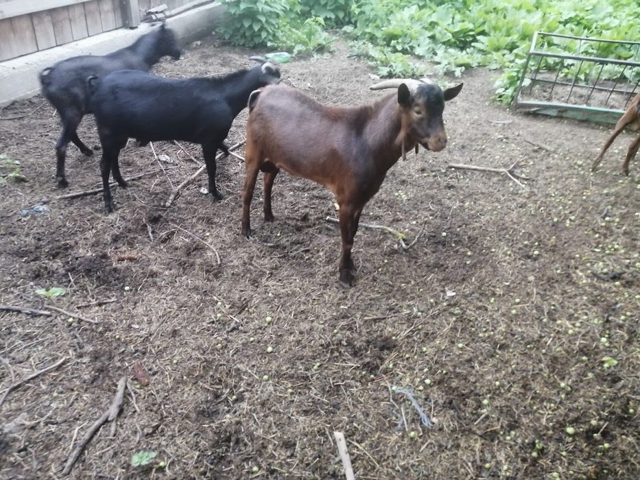 Tapi murciano de granata