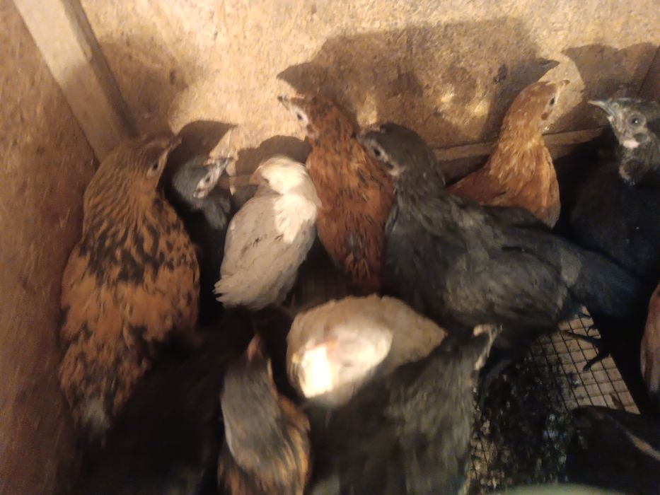 Цыплята    цыплята