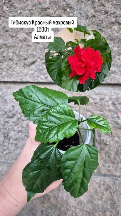 Комнатные растения