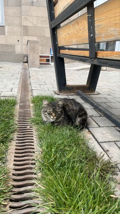 Кошечка  бездомная ищет семью